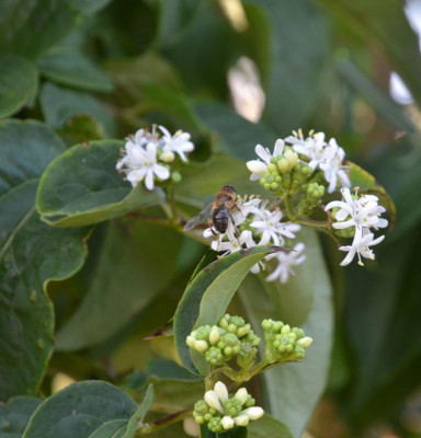 Heptacodium_miconioides.17-1.jpg