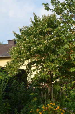 Heptacodium_miconioides.17-3.jpg