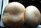 pilz.jpg
