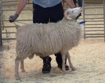 AlexanderBockauktion.JPG