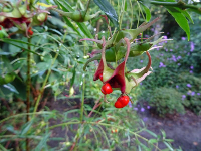 Euonymus cornutus var. quinquecornutus Samen September 2017.JPG