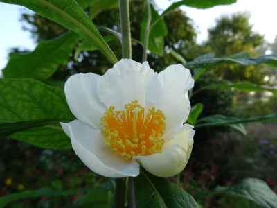 Franklinia alatamaha September 2017.JPG