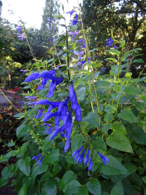 Salvia guaranitica Blue Enigma September 2017.JPG