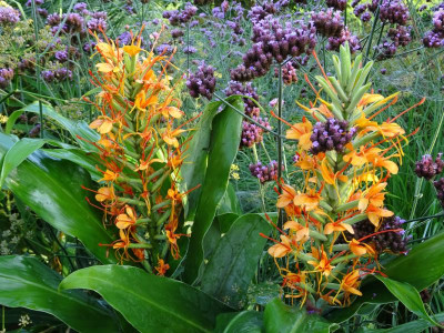 Hedychium coccineum Tara September 2017.JPG