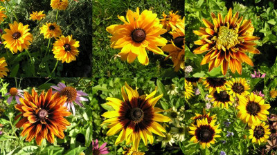 2017-09-03 Rudbeckia 2017 Collage.jpg