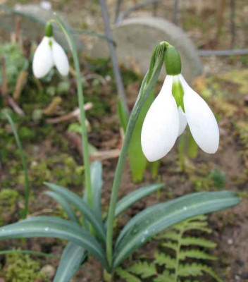 31.1._07._Galanthus_plicatus_ssp._byzantinus__027.JPG