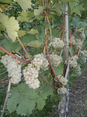 Lemberger, Trollinger, Riesling 008.JPG