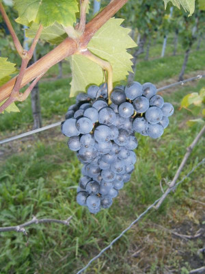 Lemberger, Trollinger, Riesling 003.JPG
