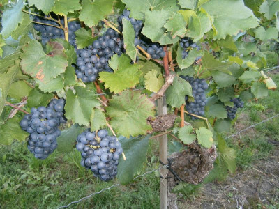 Lemberger, Trollinger, Riesling 004.JPG