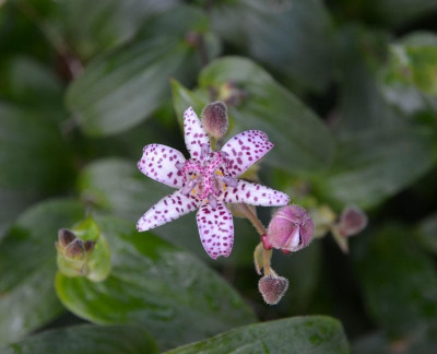 Tricyrtis_formosana.17-1.jpg