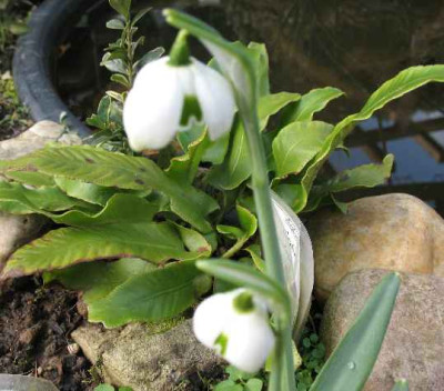 31.1._07._Galanthus_Hippolyta__036.JPG