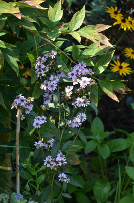 Aster_ageratoides-HarrySchmidt.17-2.jpg