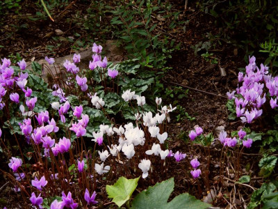 C.hederifolium Selbstaussaat.JPG