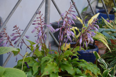 Hosta-RaspberrySorbet.17-2.jpg