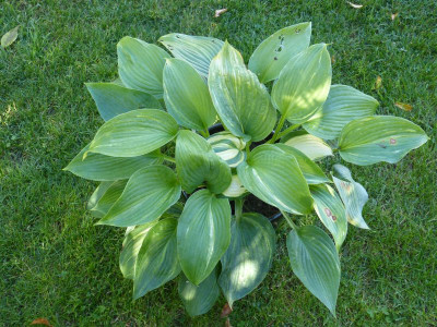 2017-09-03 Hosta 'Chiemsee Angel'.jpg