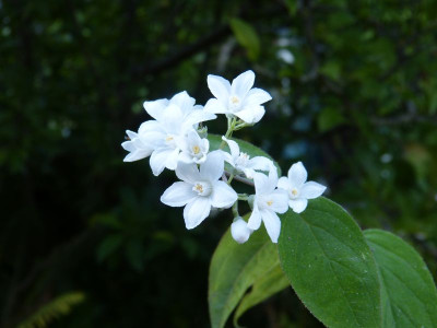 2017-09-03 Deutzia setchuenensis var. corymbiflora.jpg