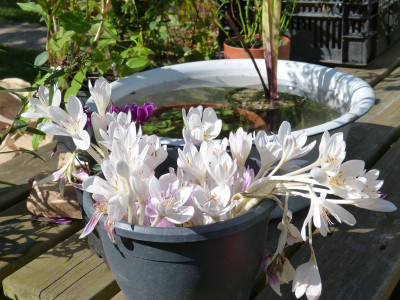 2017-09-03 Colchicum 1.jpg