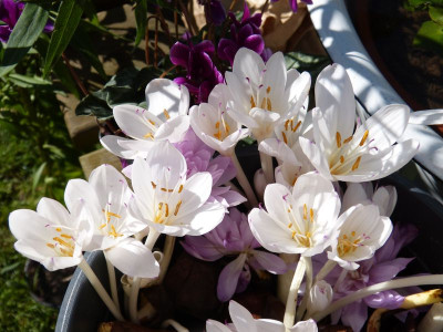 2017-09-03 Colchicum 2.jpg