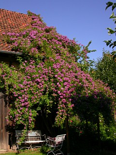 veilchenblau10.jpg
