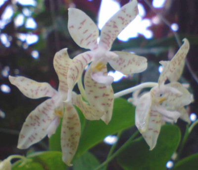 orchideeunbekannt.jpg
