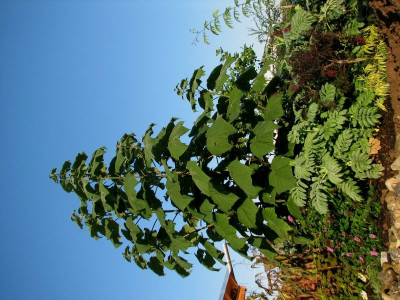 Paulownia03.Sept.jpg