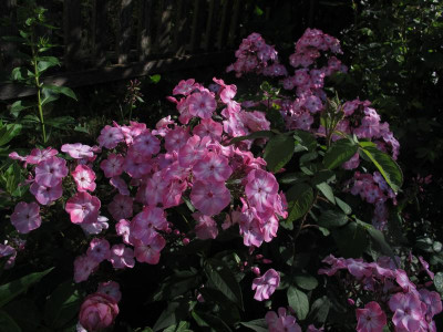 phloxetz01.img.JPG