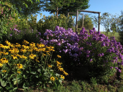 phloexelila.img.JPG