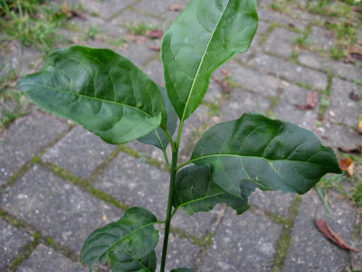 Euonymus Triebspitze.JPG