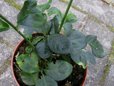 Euonymus altes Blatt.JPG