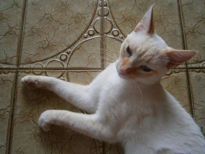 pablo tag2 002.JPG