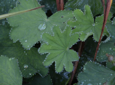 Alchemilla_epipsila.17-1.jpg