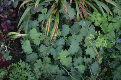 Alchemilla_epipsila.17-2.jpg