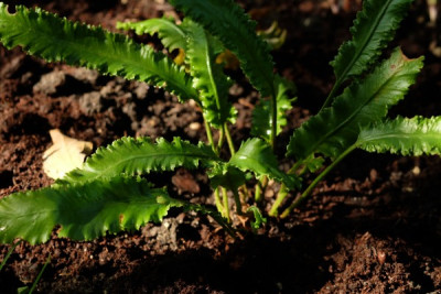 Aspl.scolopendrium.JPG