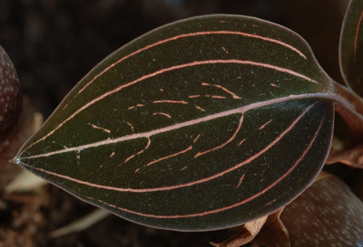 Ludisia_Blatt.jpg