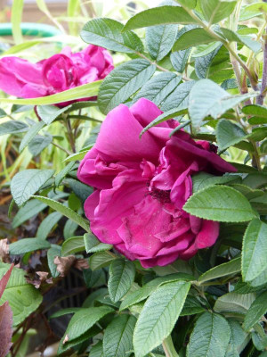 2017-09-05 Rose 'Rotes Phänomen'.jpg