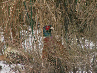 Fasan-versteckt-01-07.jpg