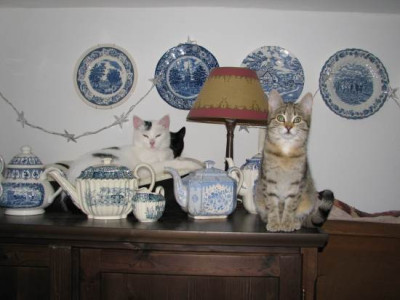porzellankatzen.jpg