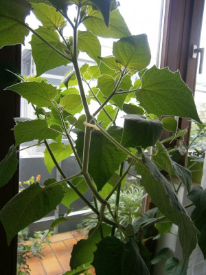 Physalis 2017 002.JPG