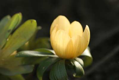 eranthis_schwefelglanz_4525.jpg