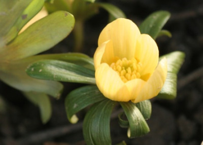 eranthis_schwefelglanz_4528.jpg