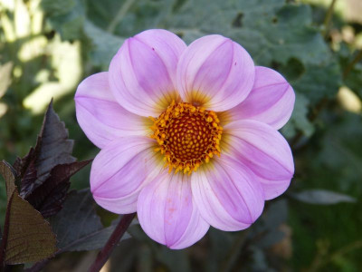 2017-09-06 Dahlia.jpg