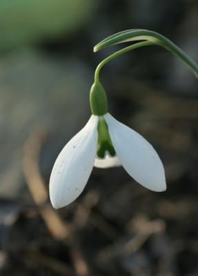 galanthus_john_gray_4524.jpg