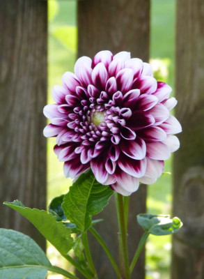 2017-08-27 Dahlia.jpg