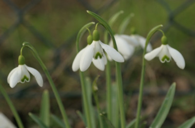 galanthus_magnet_4535.jpg