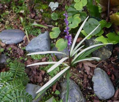 Liriope muscari 'Okina' ...   6.9.17 005.jpg