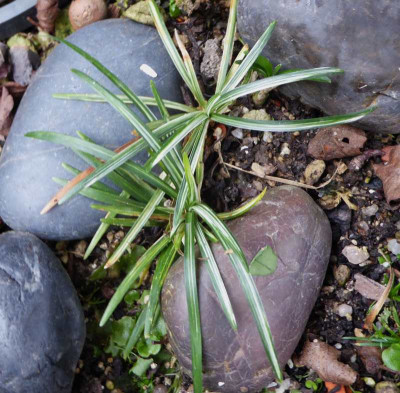 Liriope 'Kyoto Dwarf Variegata' ...   6.9.17 009.jpg