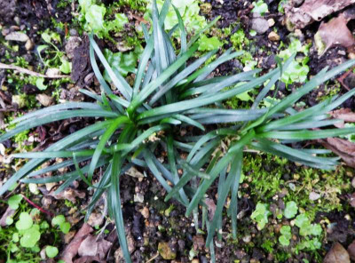 Liriope 'Kyoto Dwarf'  ...  6.9.17 012.jpg