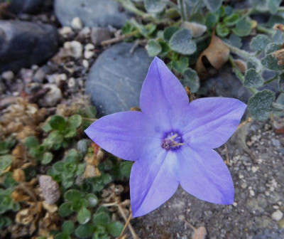 Campanula fragilis ...   2.9.17 004.jpg