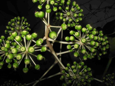Fatsia7.jpg