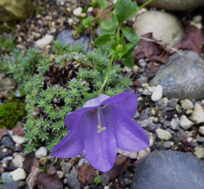 Campanula 'Joe Elliott'   ...  6.9.17 022.jpg